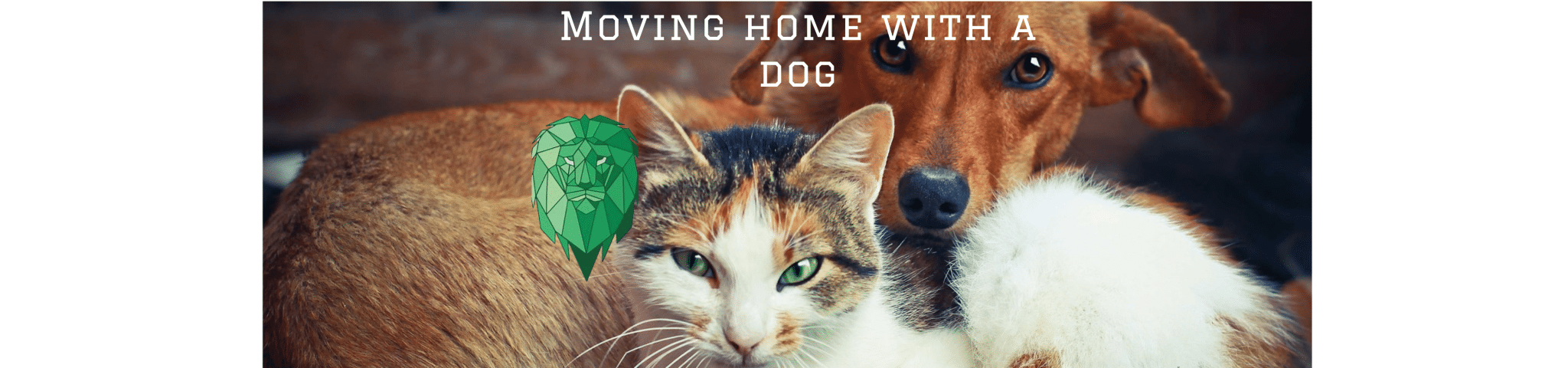 Moving home with a dog