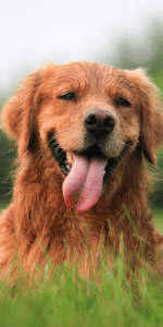 How to move house with a dog